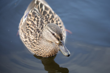 Wild female mallard duck swimming - close up photo