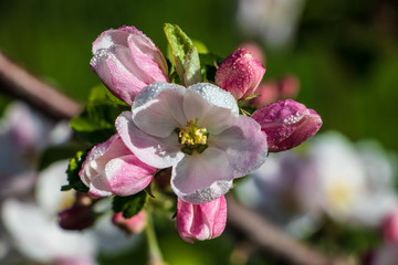 Closeup of morning dew covered apple blossoms