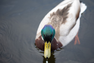 Green headed wild male mallard duck drake swimming - close up photo