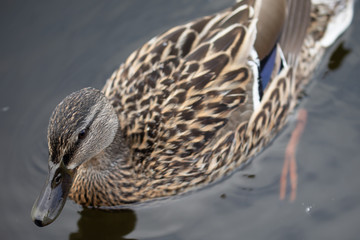 Wild female mallard duck swimming - close up photo