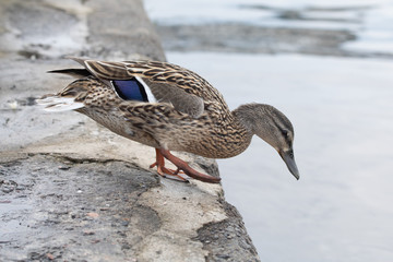 Wild female mallard duck on concrete river bank