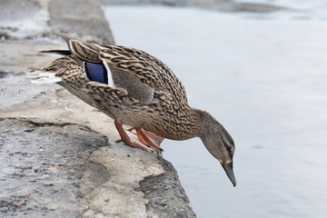 Wild female mallard duck on concrete river bank