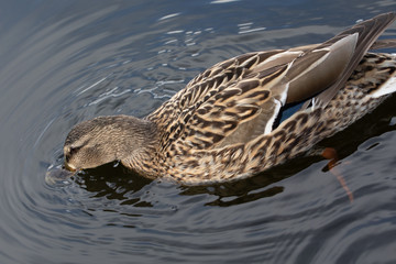 Wild female mallard duck swimming - close up photo