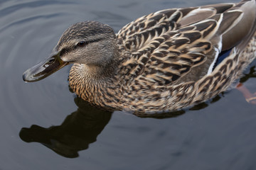 Wild female mallard duck swimming - close up photo