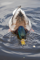 Green headed wild male mallard duck drake swimming - close up photo