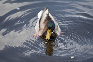 Green headed wild male mallard duck drake swimming - close up photo