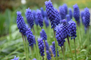 blue spring flowers