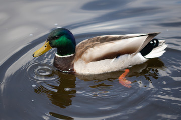 Green headed wild male mallard duck drake swimming - close up photo