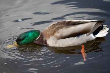 Green headed wild male mallard duck drake swimming - close up photo