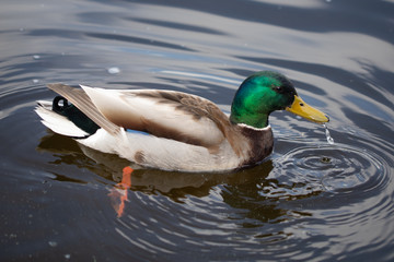Green headed wild male mallard duck drake swimming - close up photo