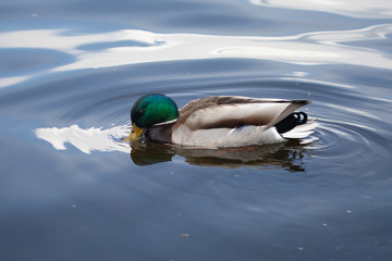 Green headed wild male mallard duck drake swimming - close up photo