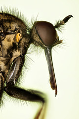 Macro focus stacking portrait of Dance fly. Her Latin name is Empis livida.