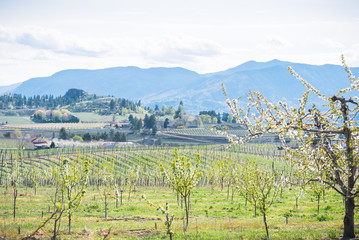 View of flowering orchard trees and vineyards on the Naramata Bench in April