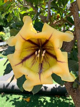 Flower of Solandra large-flowered (Solandra grandiflora) is a genus of liana