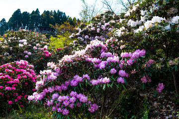 大山のシャクナゲ