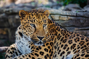 Spotted leopard with blue eyes and yellow fur is resting in the fresh air and watching others.