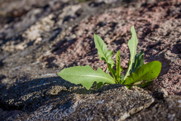 Single weed plant on cobblestone growing through crack between stones. Close up, concept of survival and success.