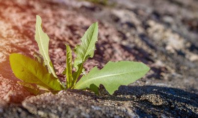 Single weed plant on cobblestone growing through crack between stones. Close up, concept of survival and success.