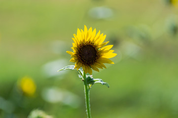 Sunlight Shining Through Sunflower Petals