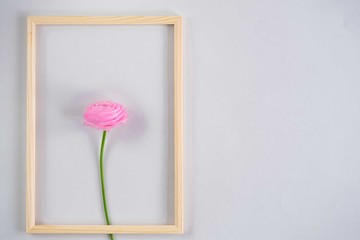 Pink flower and a frame.