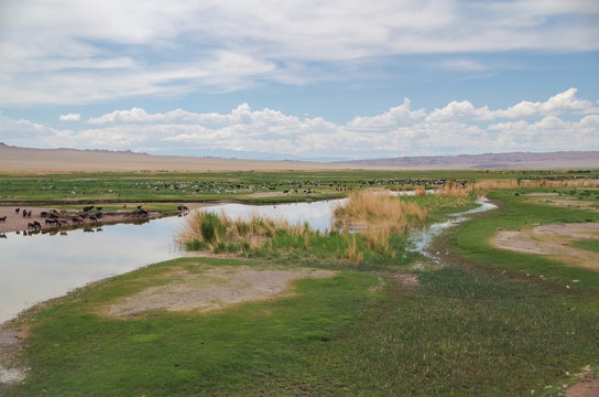 Coast of the freshwater Achit lake. Coast is covered with hilly steppes. Height about 1435 m above sea level. Nature and travel. Mongolia, Uvs Province