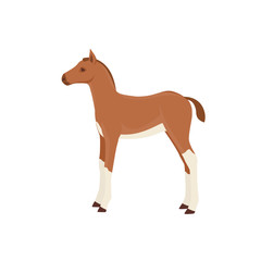 Horse foal vector illustration isolated on white background. Farm animal.