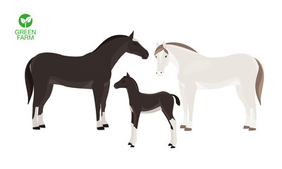 Horses with foal vector illustration isolated on white background. Farm animal.