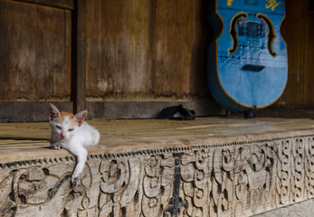 Skinny cat, Bena village, close Tololela village, Flores, Indonesia