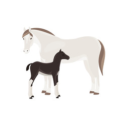 Horse with foal vector illustration isolated on white background. Farm animal.