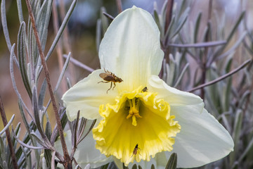 Closeup of insects on a daffodil blossom