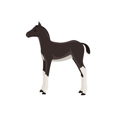Horse foal vector illustration isolated on white background. Farm animal.
