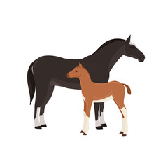 Horse with foal vector illustration isolated on white background. Farm animal.