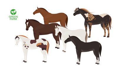 Horses vector illustration isolated on white background. Farm animal.