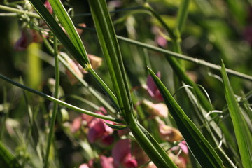 Closeup detail of a flat pea plant ( Lathyrus sylvestris ) with two green narrow leaf wings on its stem on a meadow