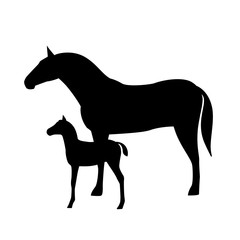 Horses with foal silhouette isolated on white background. Farm animal.