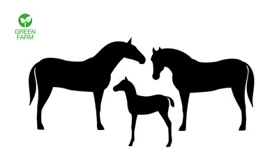 Horses with foal silhouette isolated on white background. Farm animal.