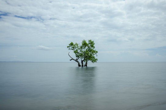 Tree under sea, Maumere, Flores, Indonesia