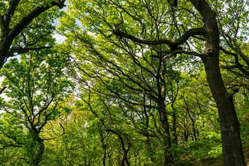 tree in the park