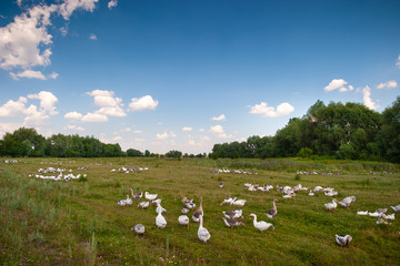 Rural landscape. Many domestic geese graze on a meadow near the lake. In the frame, horizon, grass, trees, clouds. Photo taken in Ukraine, Kiev region,