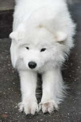 Samoyed big fluffy happy dog after shedding wool