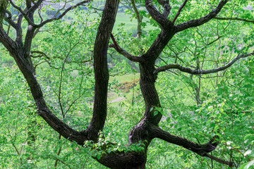 Fototapeta premium old oak tree