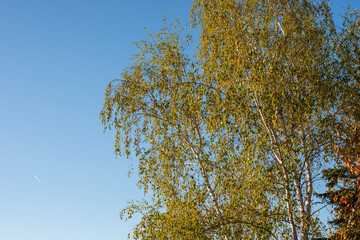 Young birch trees in the park.