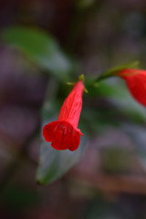 Fototapeta premium Blume rot klein