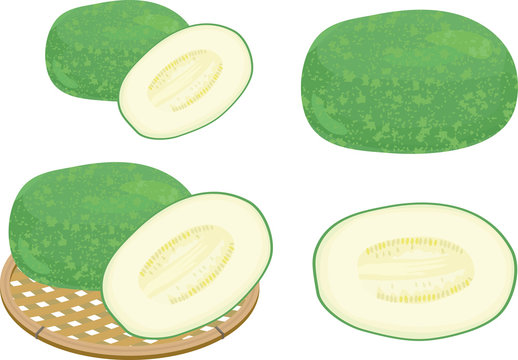 Illustration set of various wax gourd.