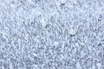 Beautiful patterns of hoarfrost. In winter, frost creates beautiful patterns in the cold streets.