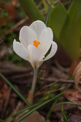 Single white crocus blossom emerging in a spring garden