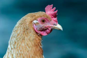 Rural poultry farm. Portrait of a lonely chicken. Close-up of a head on a blue background.