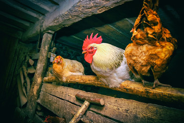 Rural barn, chicken coop. A flock of domestic chickens, led by a rooster, are preparing to sleep....
