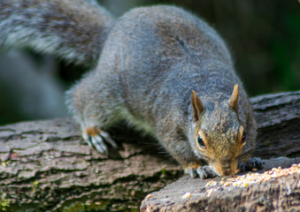 squirrel in the park