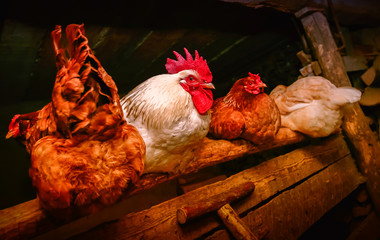 Rural barn, chicken coop. A flock of domestic chickens, led by a rooster, are preparing to sleep....